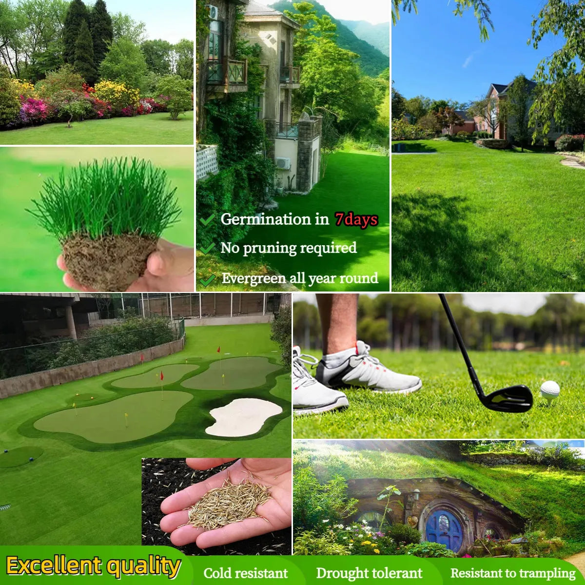 Four Seasons Evergreen Grass Seeds for Beautiful Grass – BUY 1 GET 1 FREE